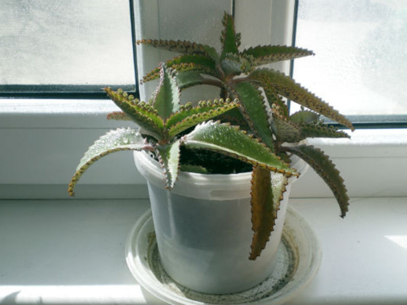 The healing properties of Kalanchoe pinnate Kalanchoe pinnate