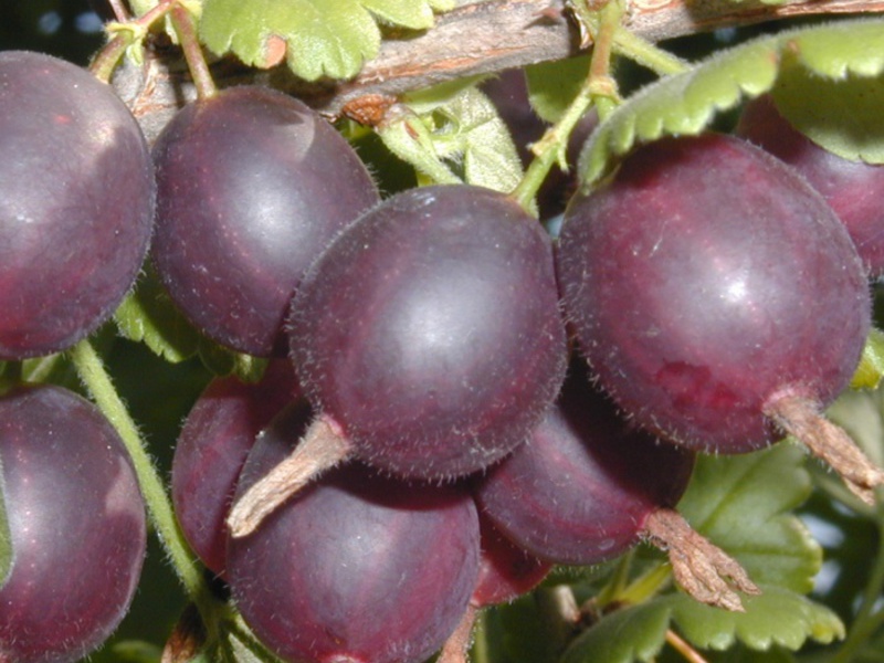 Yoshta branch Useful properties of yoshta