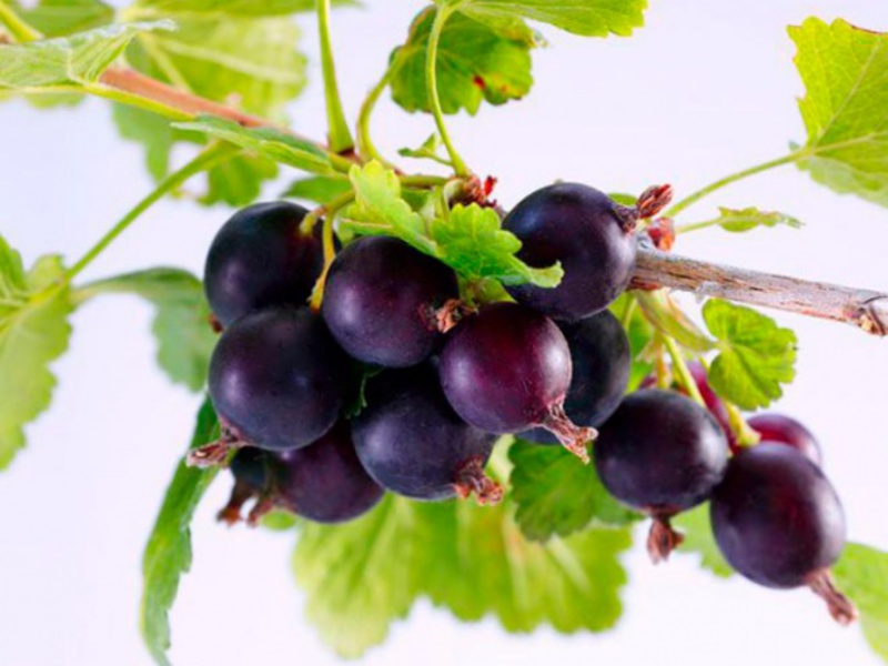 Yoshta berry culture How to grow yoshta in the garden