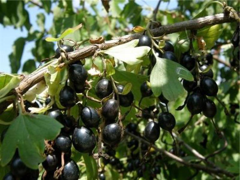 Why is yoshta berry useful? Highly vitamin berry culture