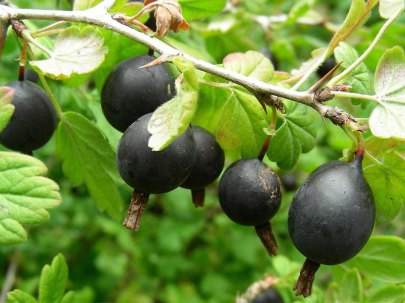 How Yoshta grows A hybrid of black currant and gooseberry.