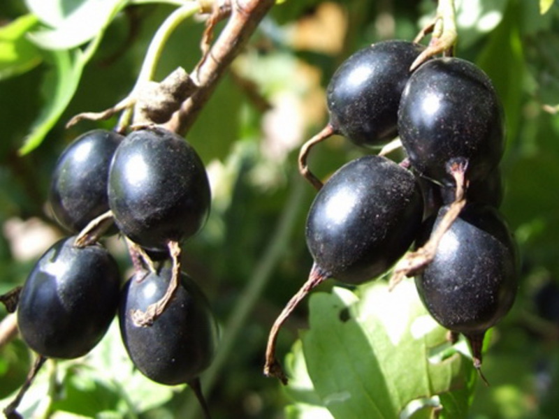 Yoshta plant What is yoshta