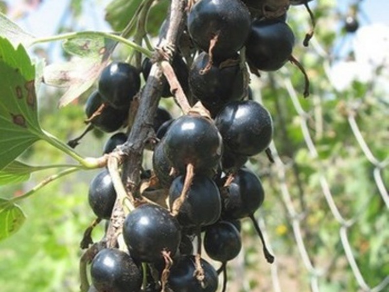 Yoshta and its fruits What is boiled from yoshta