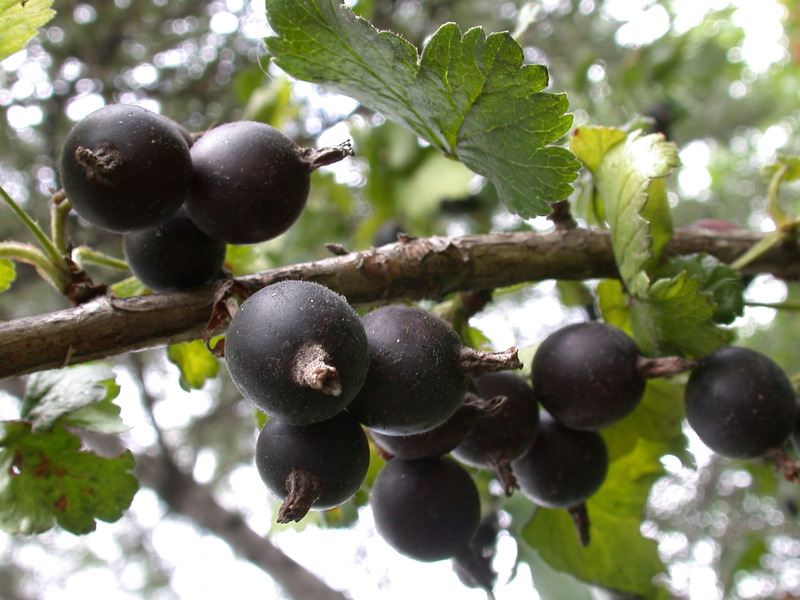 Yoshta fruits Yoshta jam