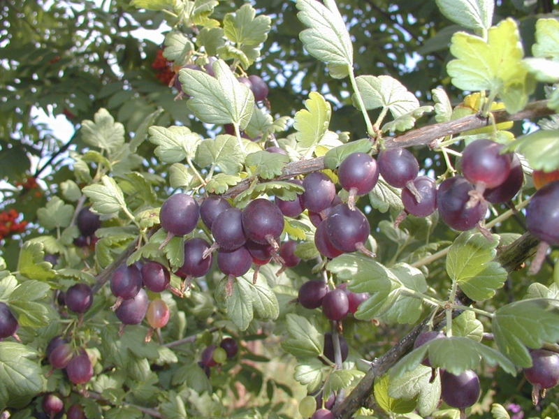 How to grow yoshta How and where does yoshta grow