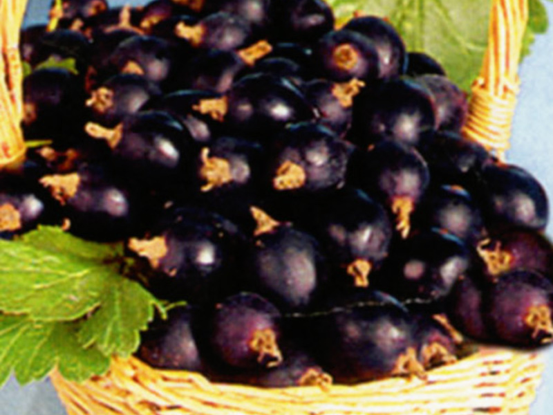 Yoshta harvest Collecting yoshta