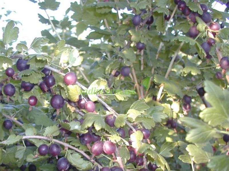 Why is yoshta berry useful? Is yoshta berry useful?