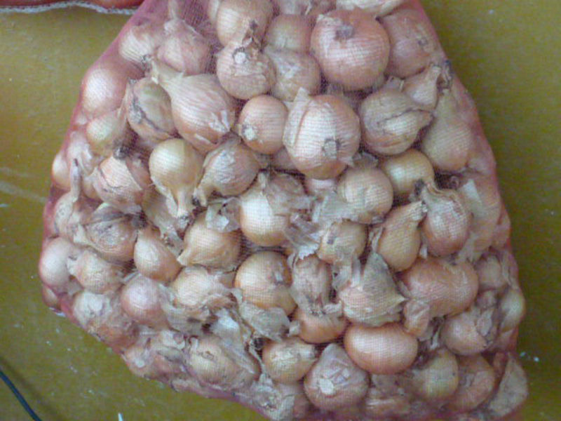 Harvesting and storage of onions How to store onions