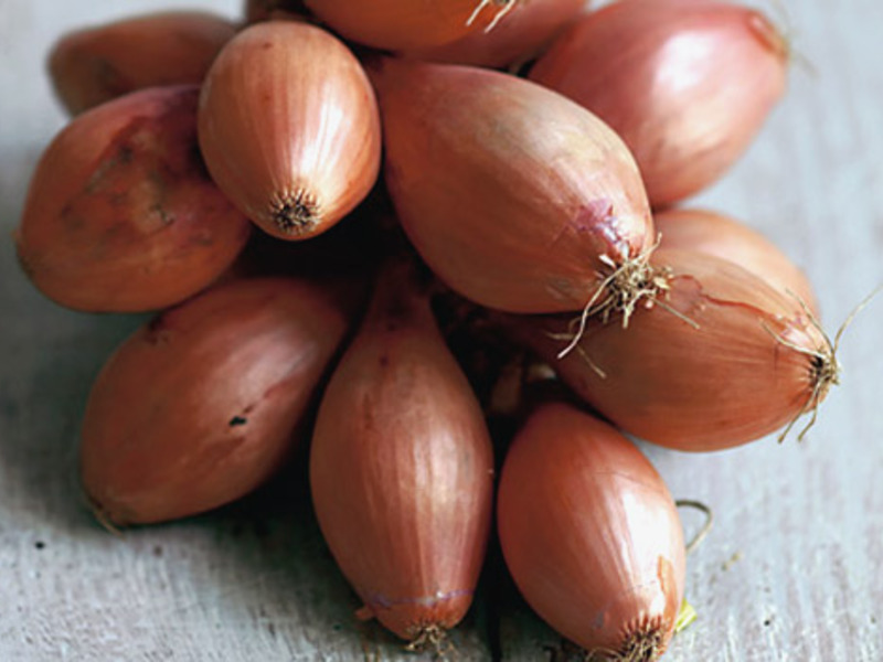 How to grow onions Growing onions