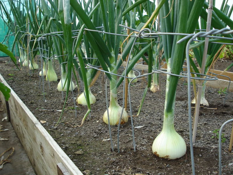 Planting and caring for onions Planting and caring for onions