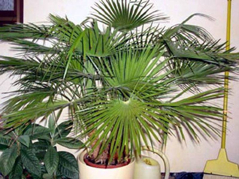 Types of domestic palms How to track the growth of indoor palm trees