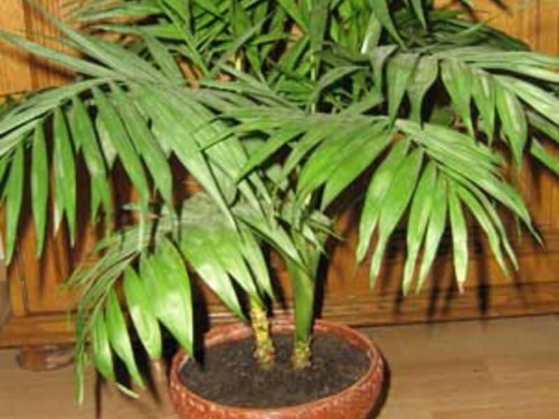 Home palm care Growing indoor palms
