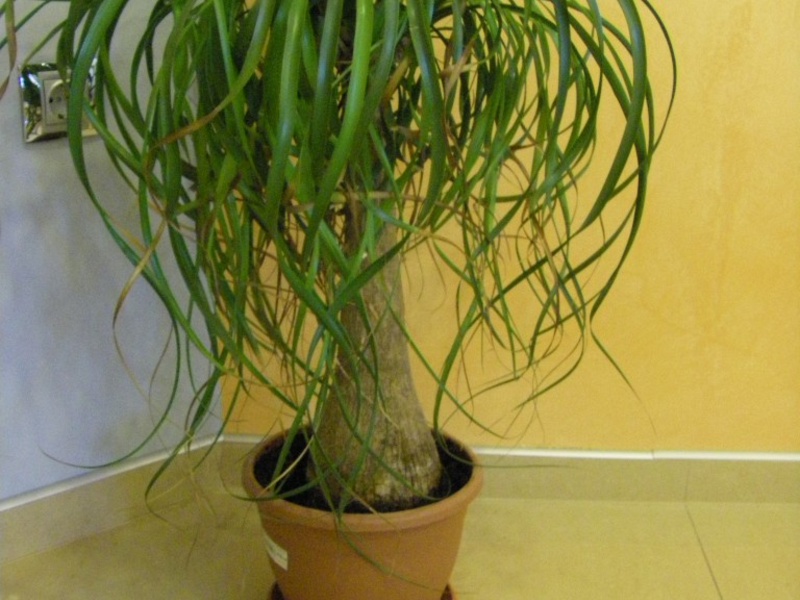 Varieties of indoor flowers How to care for a palm tree at home