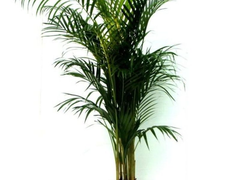 Which palms are considered indoor Indoor palm names