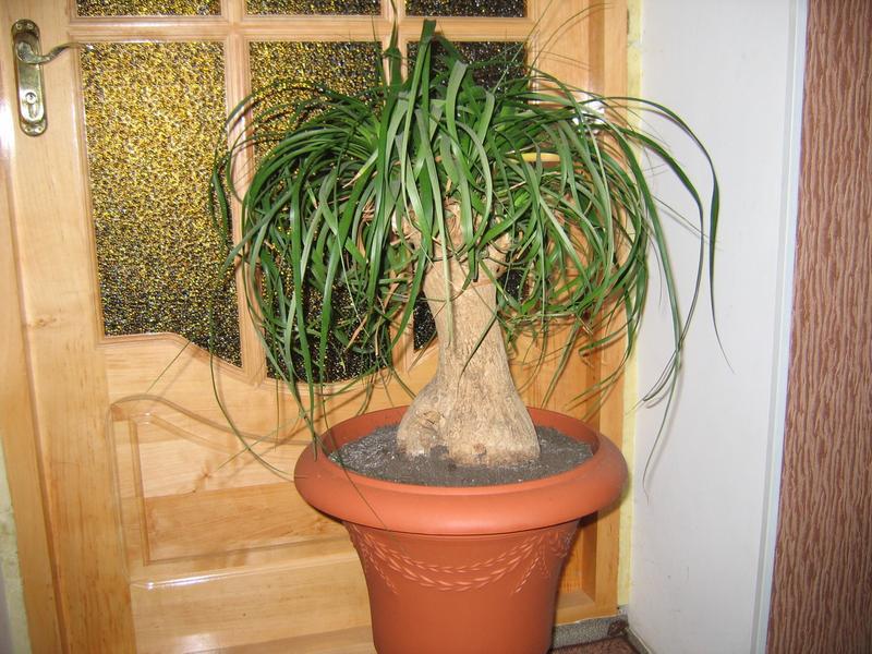 Types of domestic palms Diseases of indoor palms