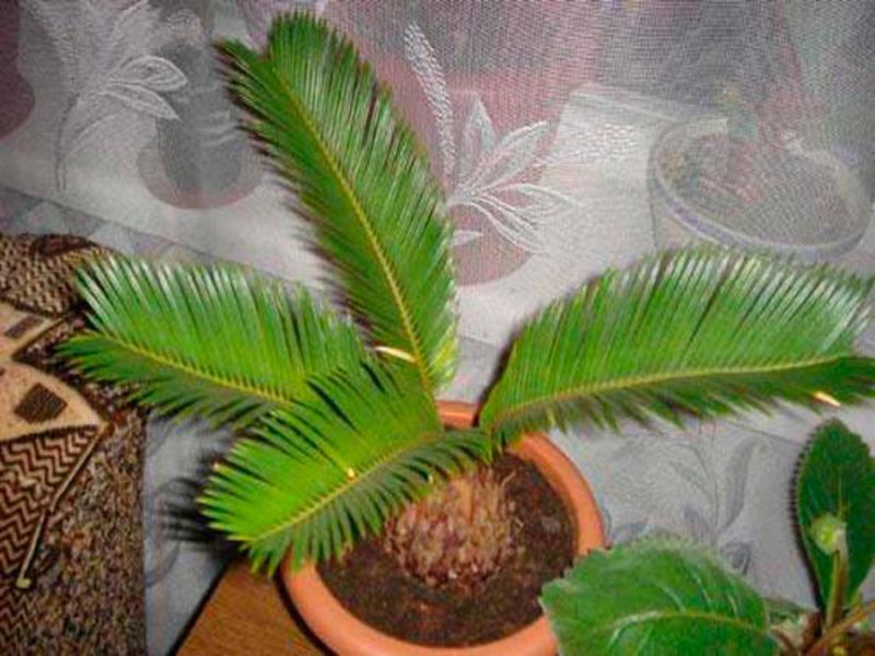 Indoor palm trees Home palm