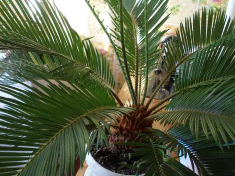 Types of indoor palm trees Indoor palm