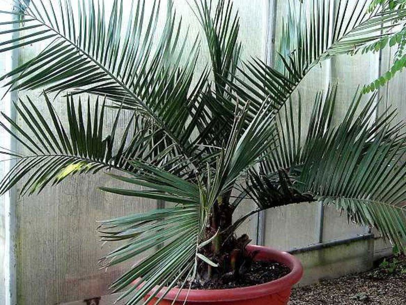 Diseases of indoor palms Ways to care for palm trees