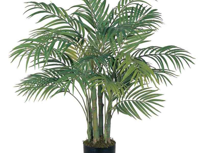 Indoor palm trees Home palms