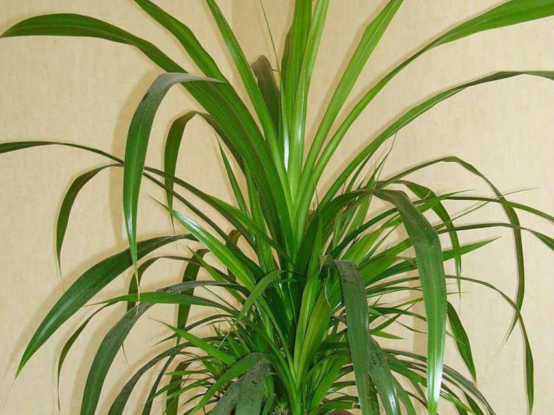 What conditions does an indoor palm tree like? How does a palm tree grow in an apartment