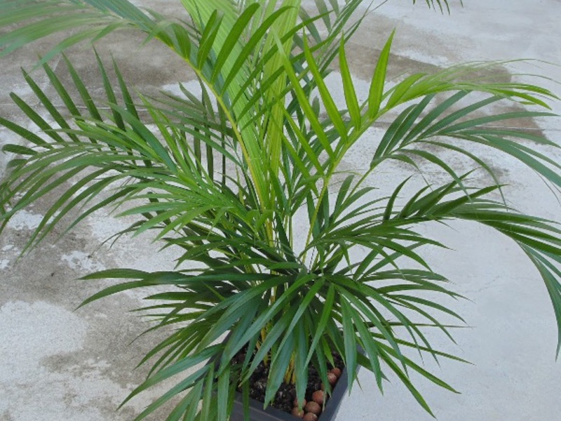 Types of indoor palm trees Varieties of indoor palms