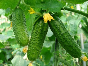 Choosing a variety of cucumbers