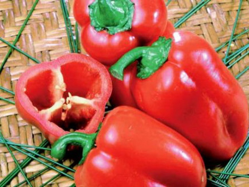 Sweet pepper variety Winnie-the-Pooh pepper seedlings care