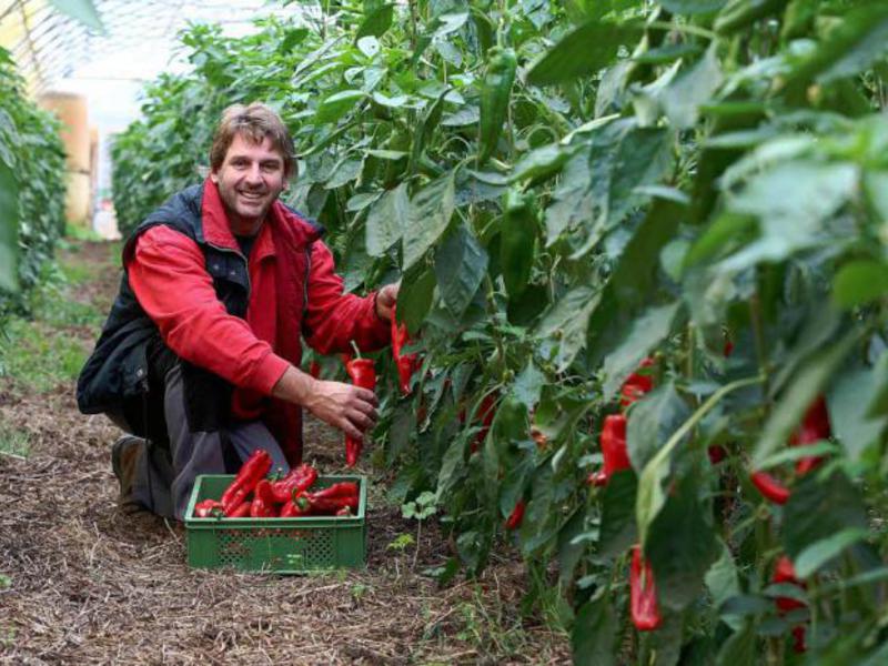 Winnie the pooh pepper variety Features of the Winnie the Pooh pepper variety