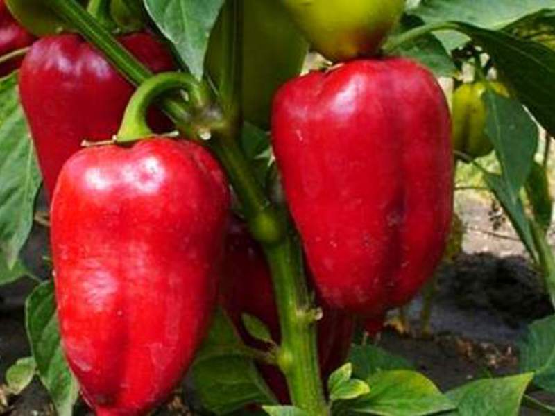 How to grow Winnie the Pooh pepper variety Winnie the Pooh sweet pepper variety