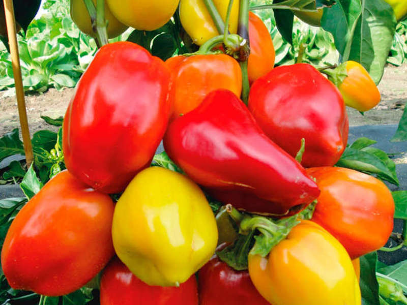 Description of Winnie the Pooh pepper Winnie the Pooh in the beds