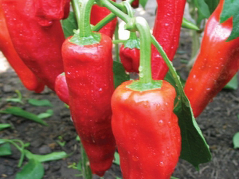 How to plant a Winnie the Pooh pepper variety Bell pepper variety