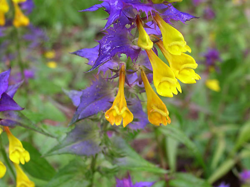 Blooming bush of Ivan da Marya How Ivan da Marya blooms.