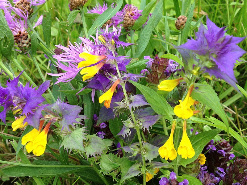 Blooming period of the flower Ivan da Marya. How to grow a flower Ivan da Marya.