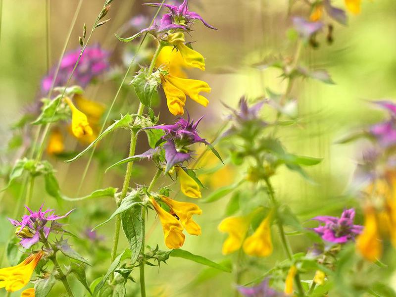 Characteristic features of the Ivan da Marya flower. The history of the flower Ivan da Marya.