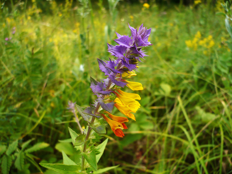 Ivan da Marya. Ivan da Marya.