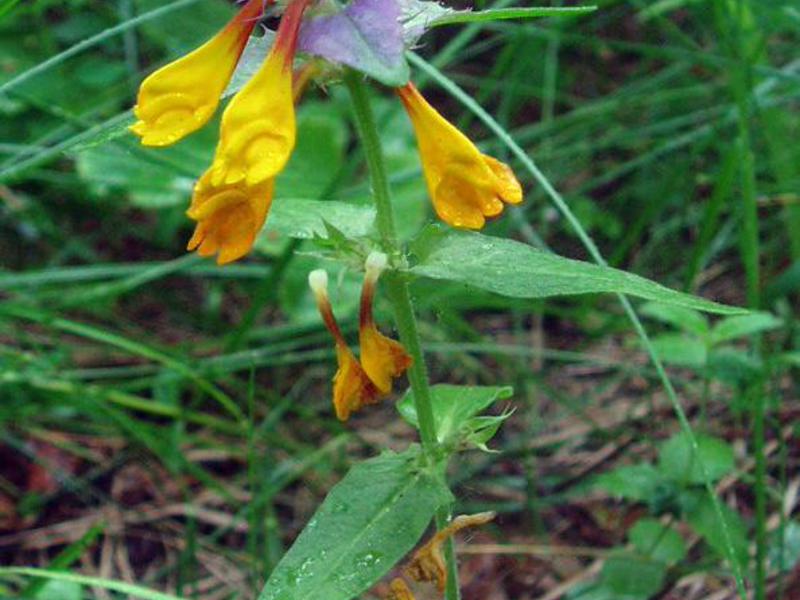 How the Ivan-da-Marya flower grows. Ivan da Marya flower cutaway