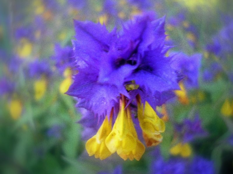 Where the flower Ivan da Marya grows. Wildflower Ivan da Marya.