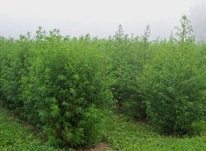 What are the types of wormwood