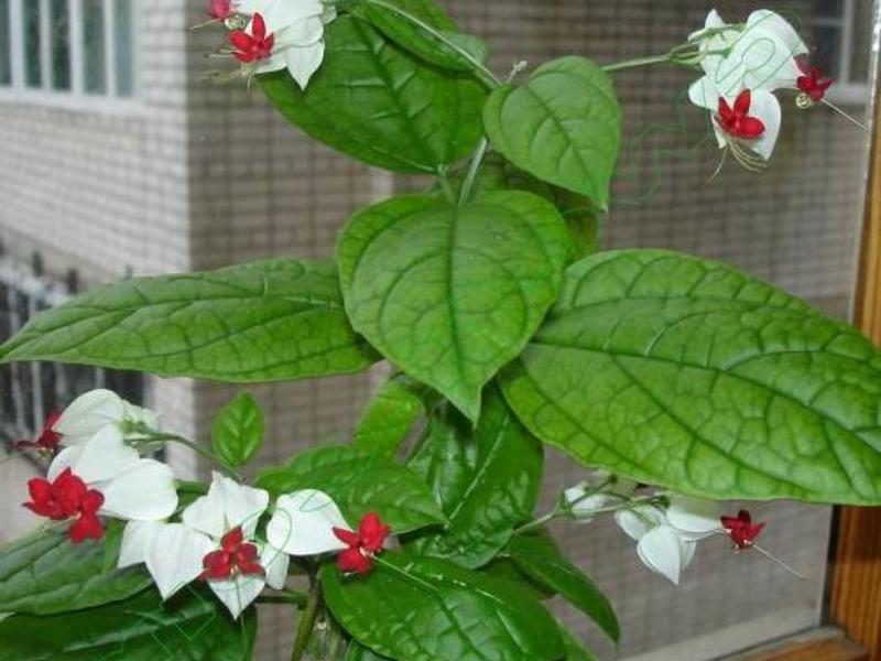 Indoor flower clerodendrum Indoor flowers clerodendrum