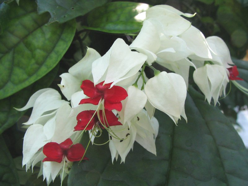 My apartment is new Clerodendrum flowers care