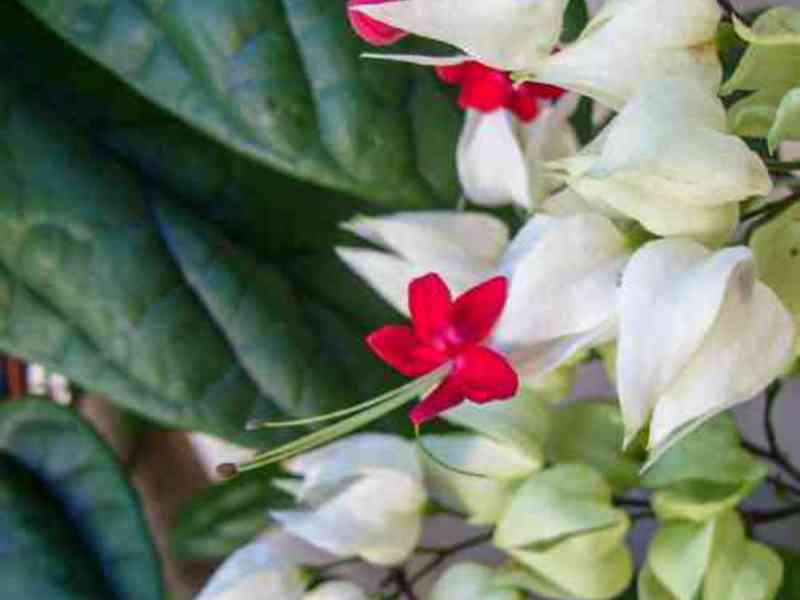This is Clerodendrum Toms Rooting clerodendrum