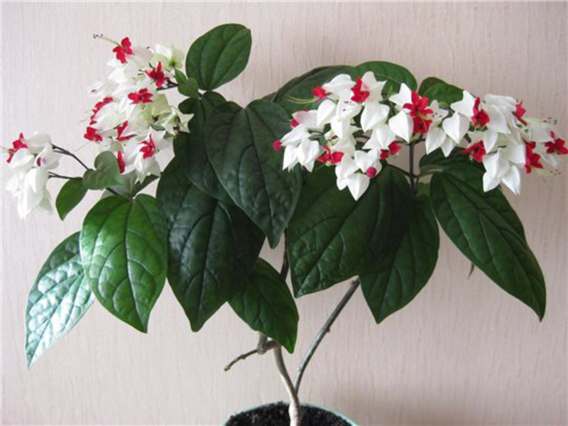 Potted clerodendrum Indoor flowers clerodendrum