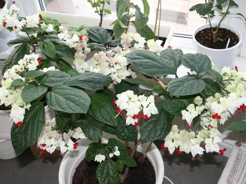 Clerodendrum Filipino. Clerodendrum cultivation and care