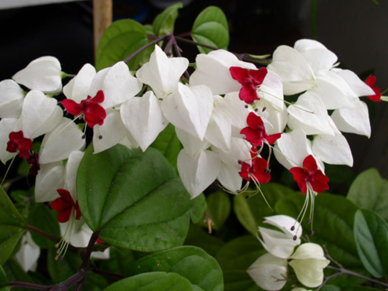 How long will clerodendrum bloom How clerodendrum blooms