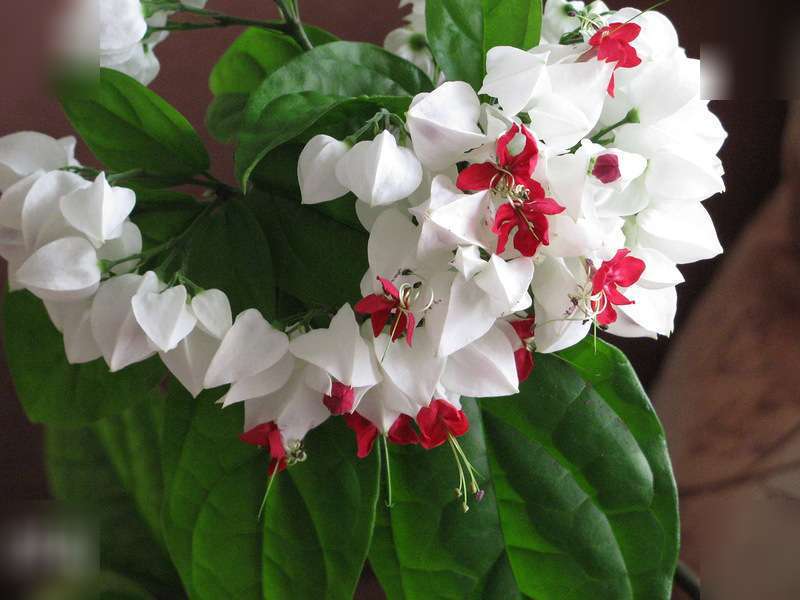 Description of clerodendrum flower How to distinguish clerodendrum from other flowers