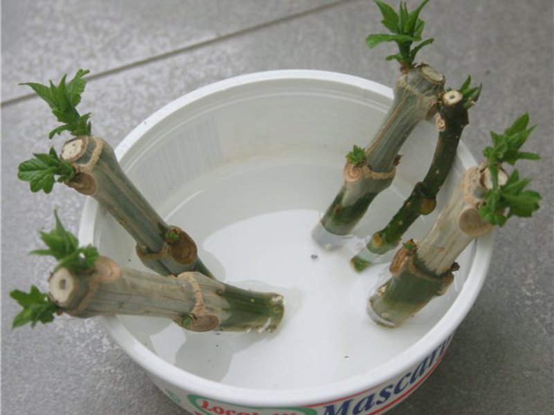 Rooting clerodendrum What conditions does Clerodendrum like?