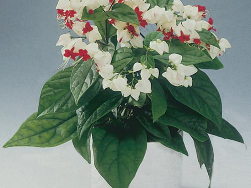 Clerodendrum care Clerodendrum care
