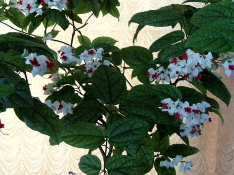 Clerodendrum care and cultivation Growing a clerodendrum flower at home