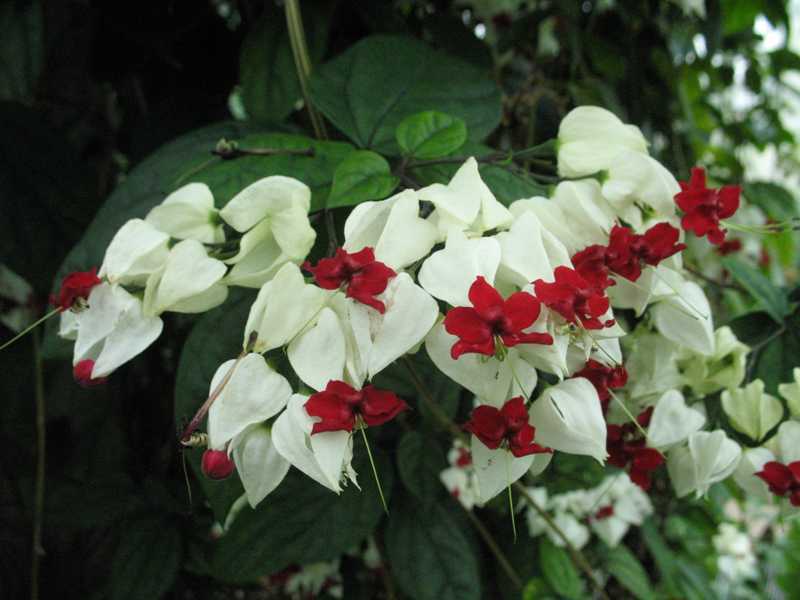 Flowering clerodendrum Home flower clerodendrum