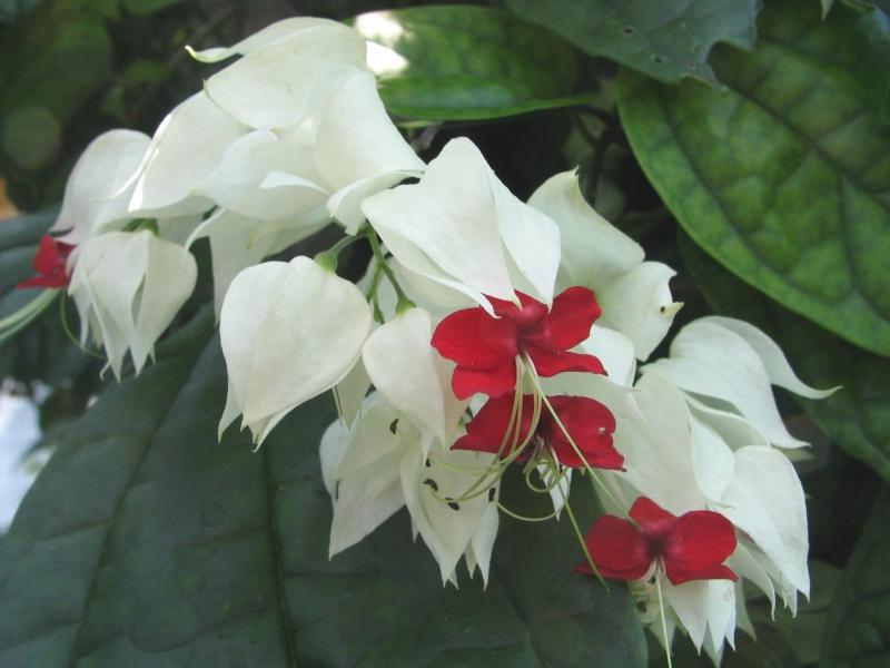 This is Clerodendrum Toms Types of clerodendrum